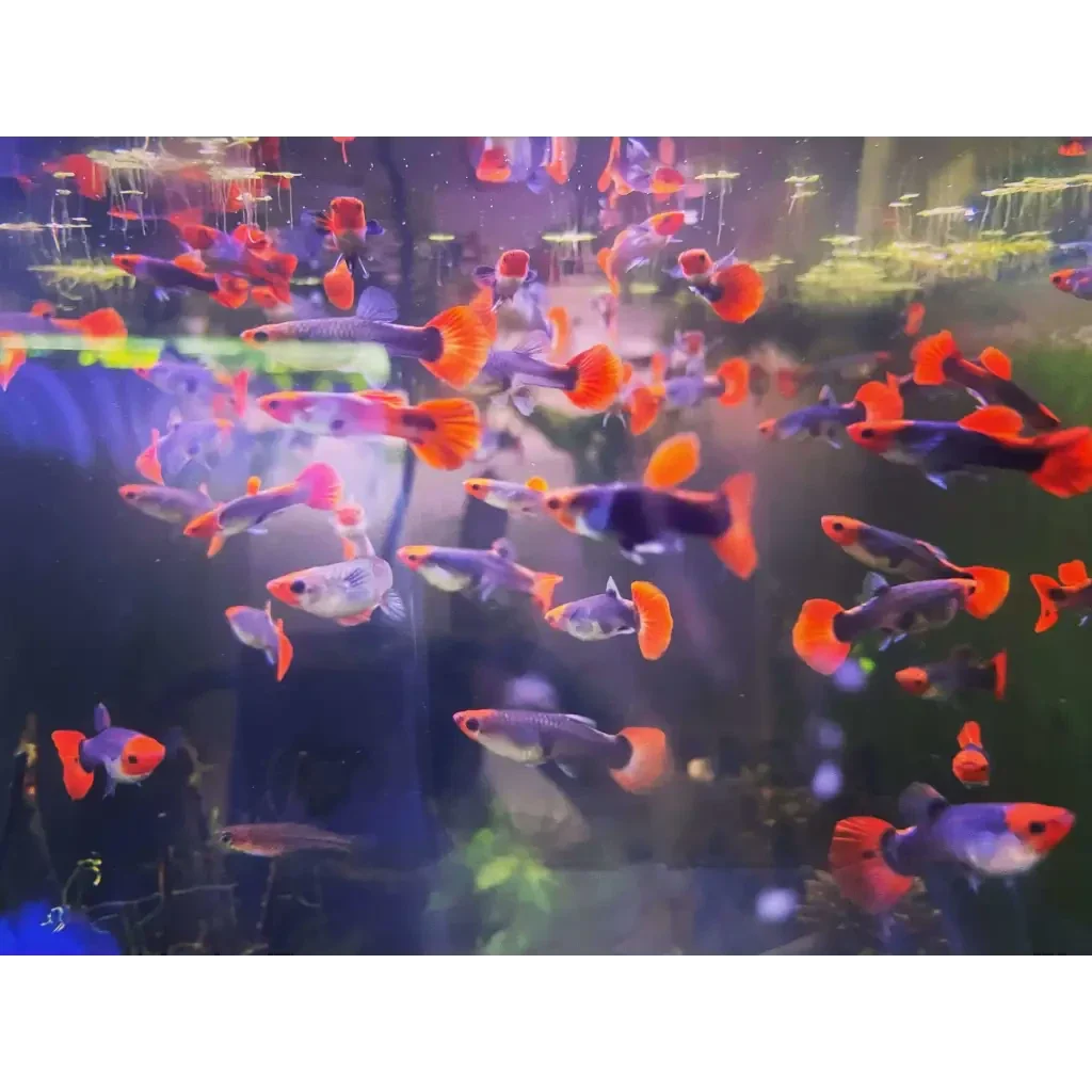Aquarium full of guppies.