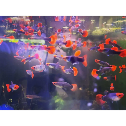 Aquarium full of guppies.