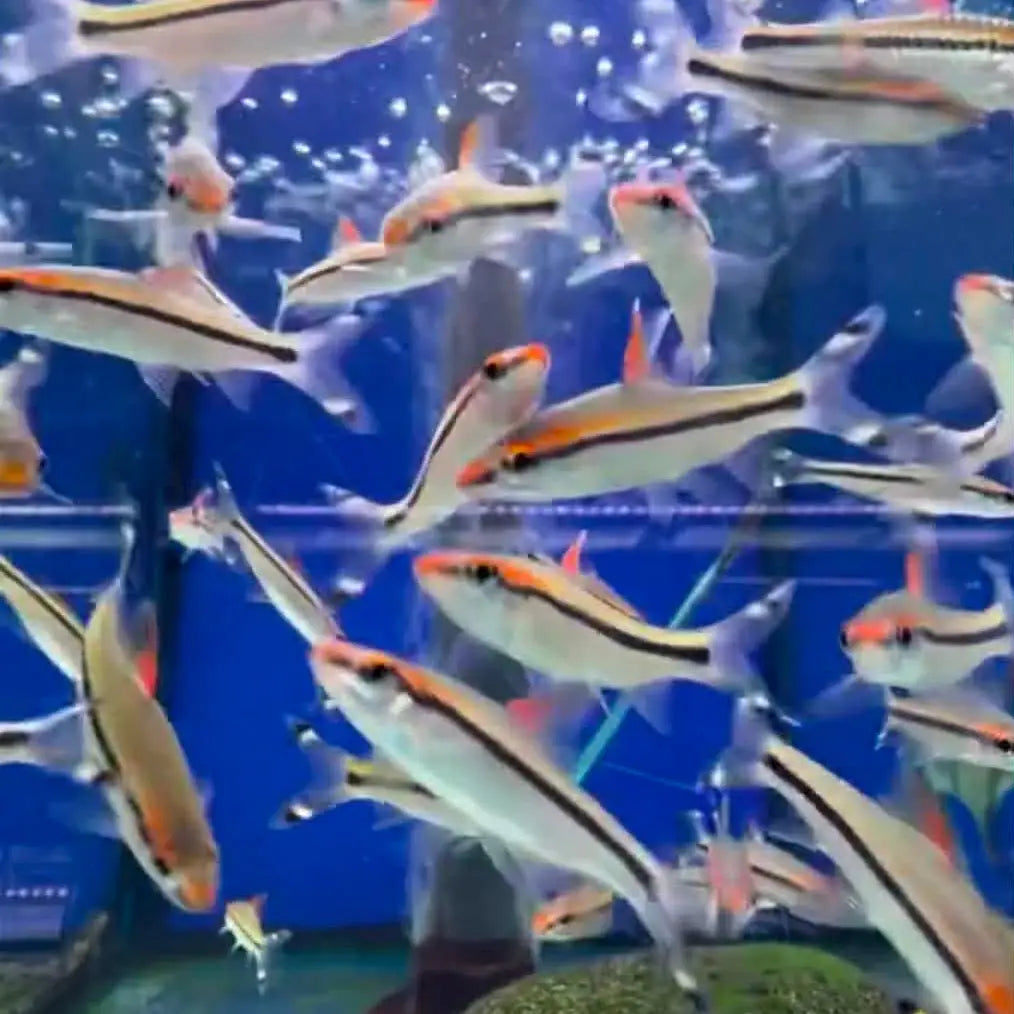 A school of silver and orange zebra danios swimming in a blue aquarium.