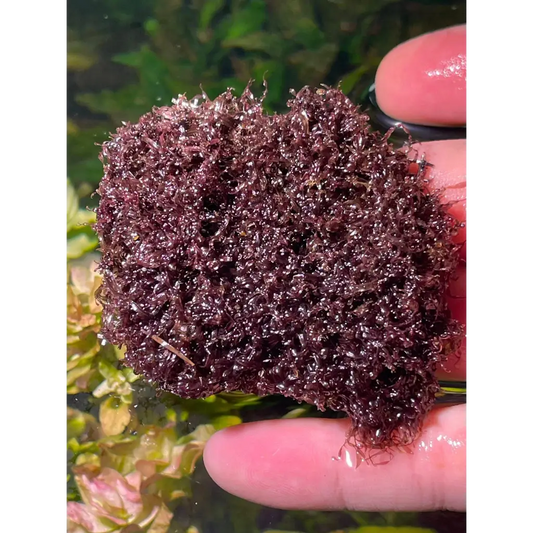 A clump of vibrant, deep reddish-purple freshwater aquarium plant, likely red moss, with a fine, dense, and slightly translucent texture.