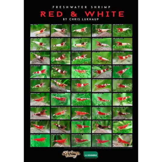 Red n White Shrimp poster
