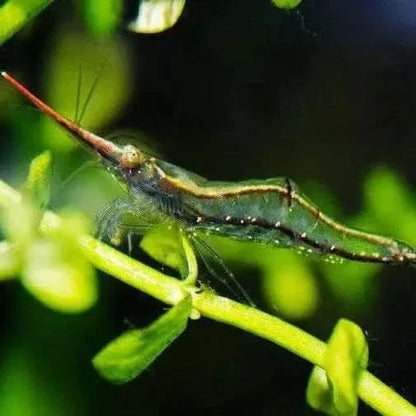 Transparent shrimp with a long, red rostrum.