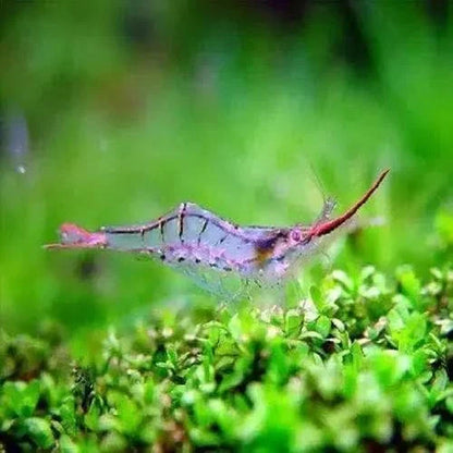 Translucent shrimp with red rostrum.
