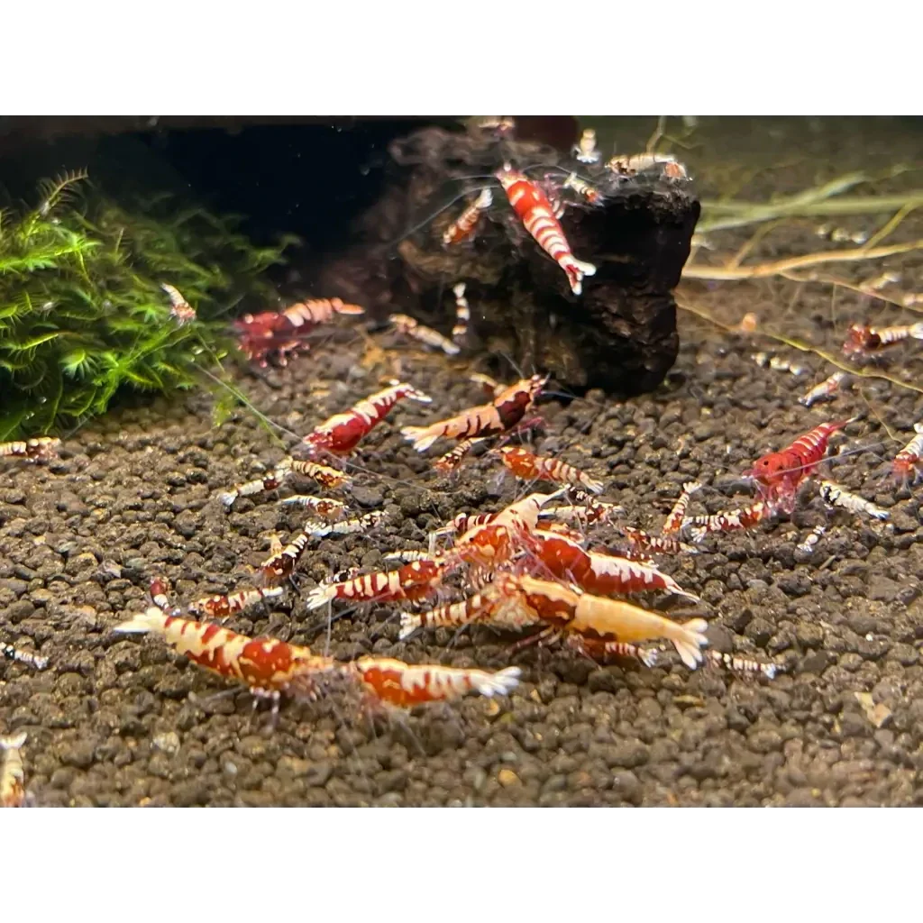Red and white patterned shrimp.