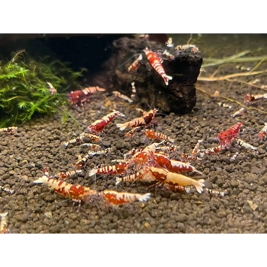 Red and white patterned shrimp.