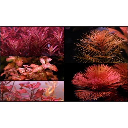 Collage of red aquatic plants.