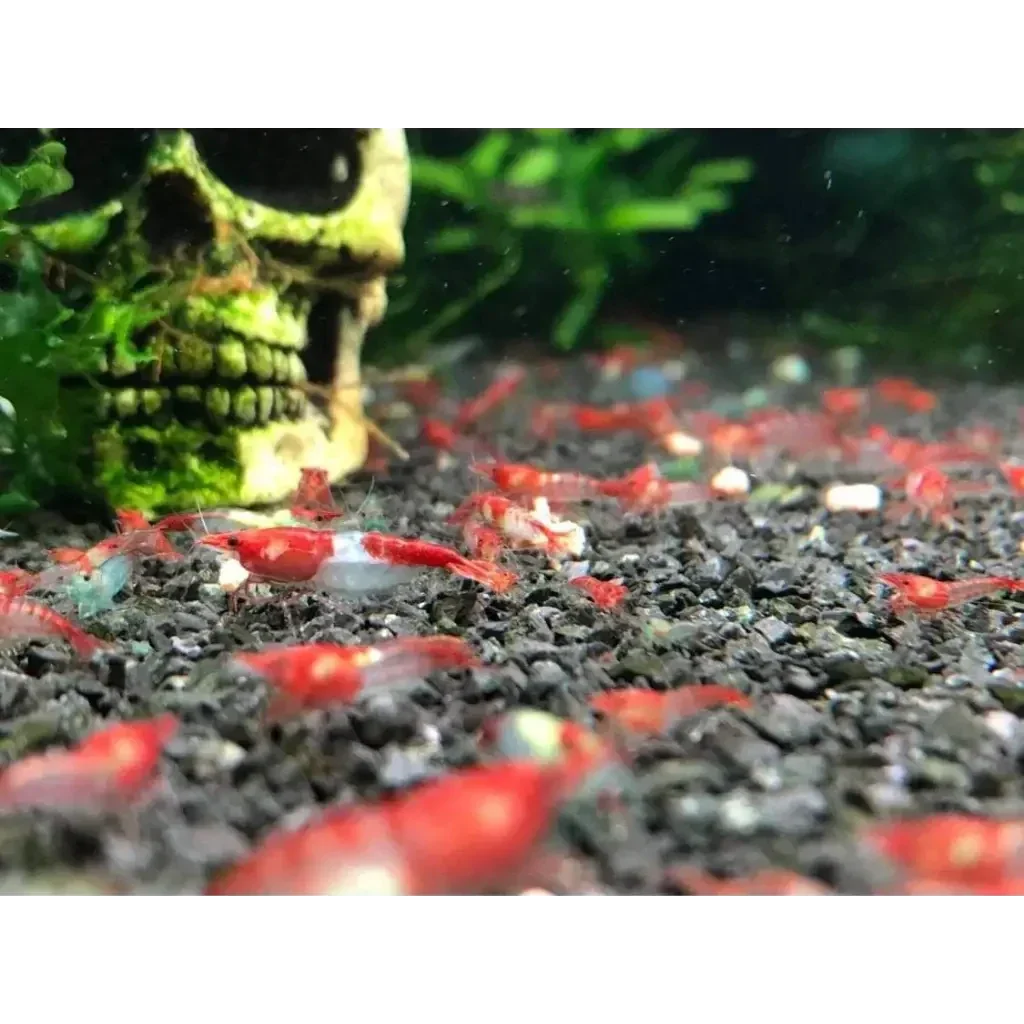 Red and white shrimp.