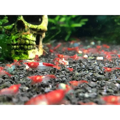 Red and white shrimp.
