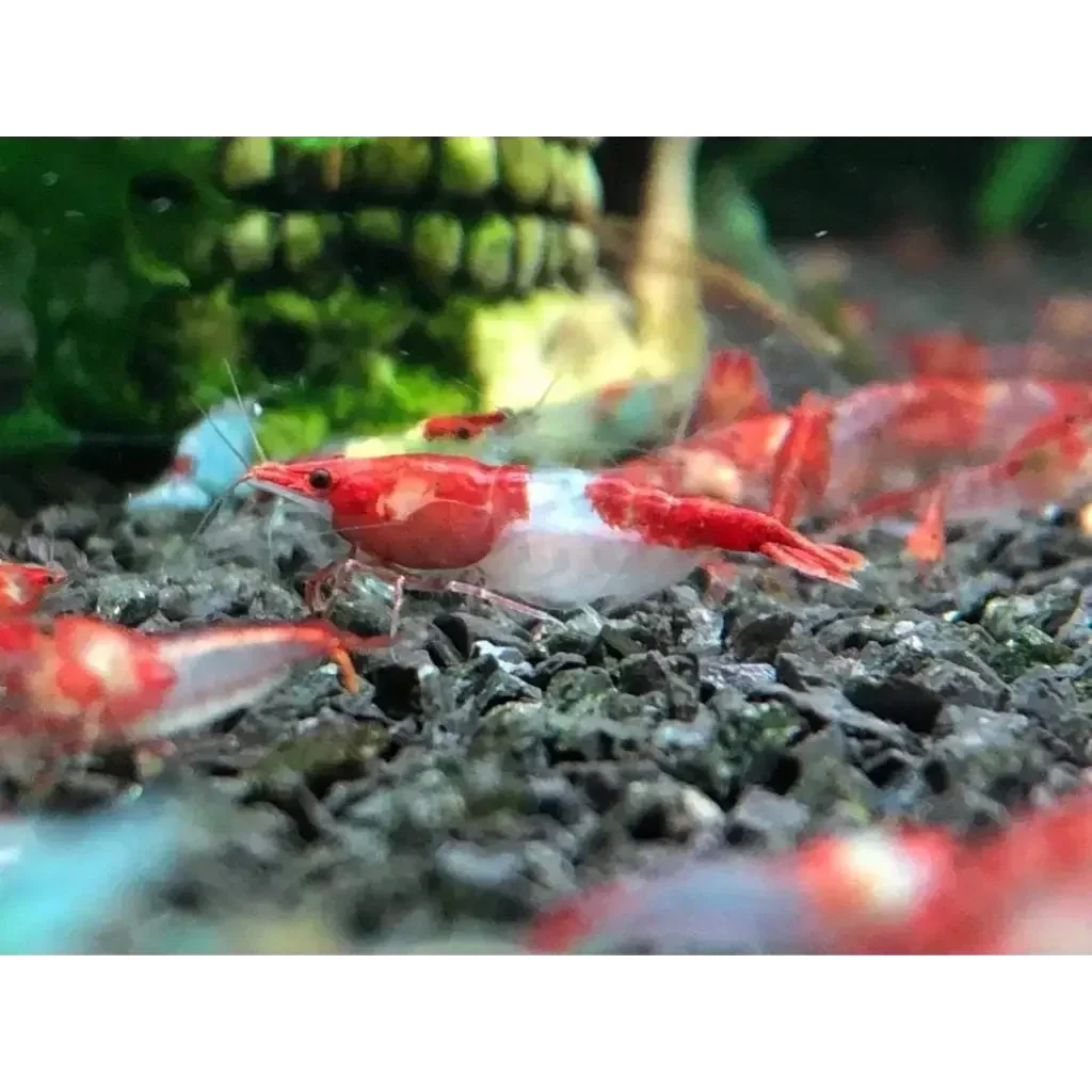 Red and white shrimp.