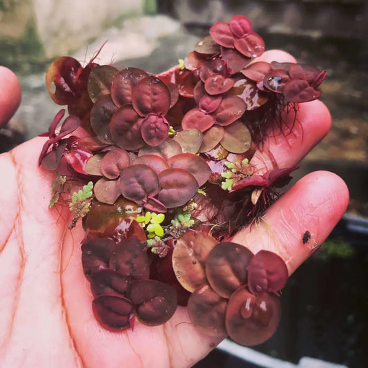 Red Root Floaters