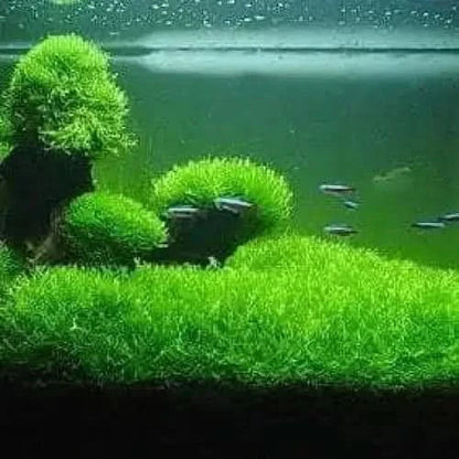Aquarium with lush green plants and small fish.