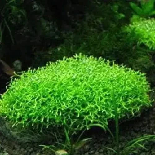 Bright green aquatic plant.