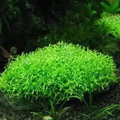 Bright green aquatic plant.