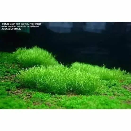 Lush green aquatic moss.
