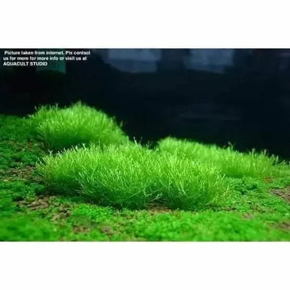 Lush green aquatic moss.