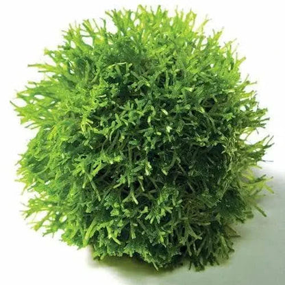 Round, bright green moss ball.