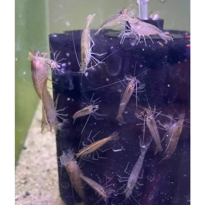 Ghost shrimp clustered on a filter.