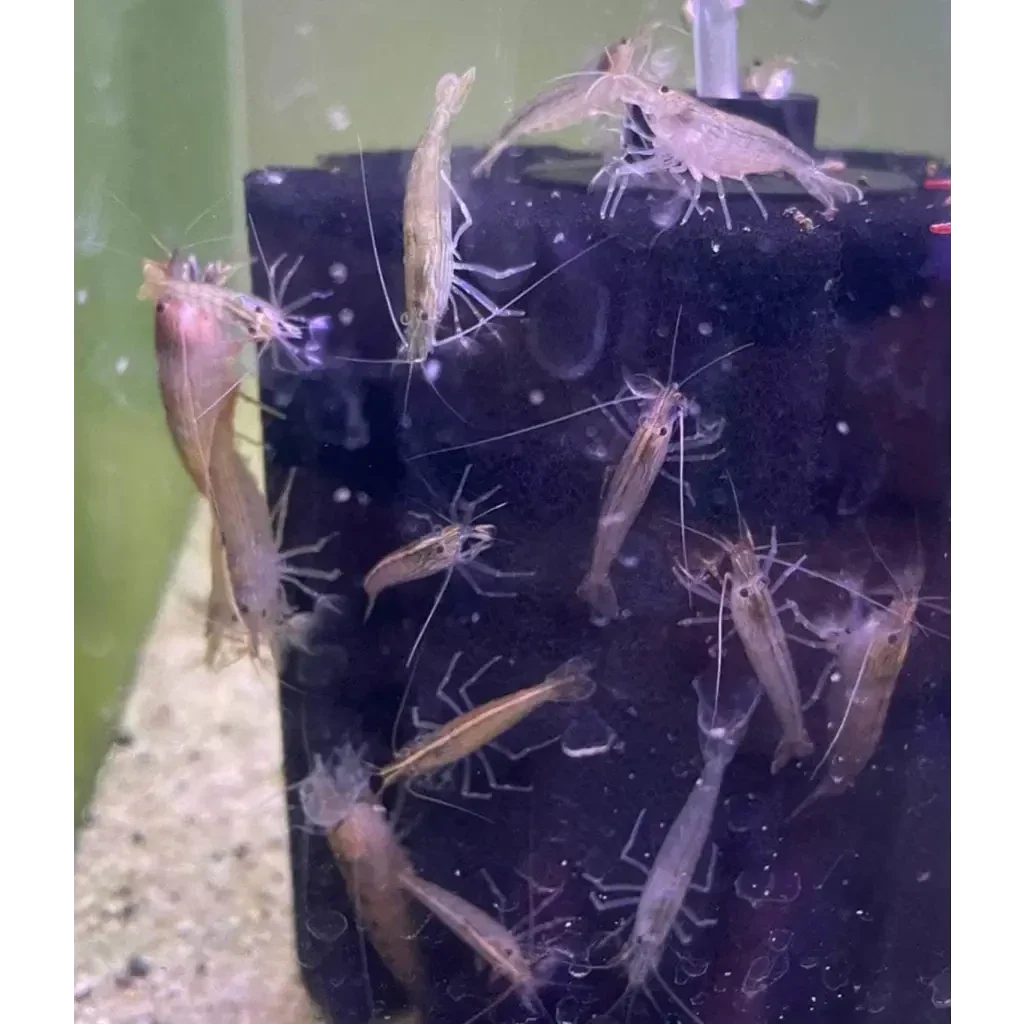 Ghost shrimp clustered on a filter.