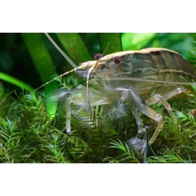 Amano shrimp with translucent body.