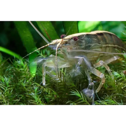 Amano shrimp with translucent body.