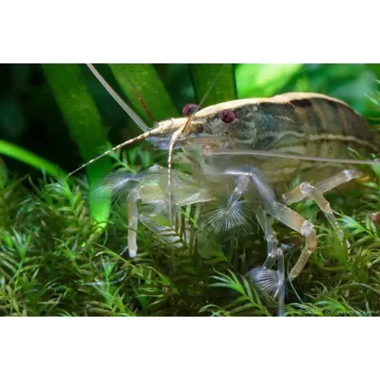 Amano shrimp with translucent body.