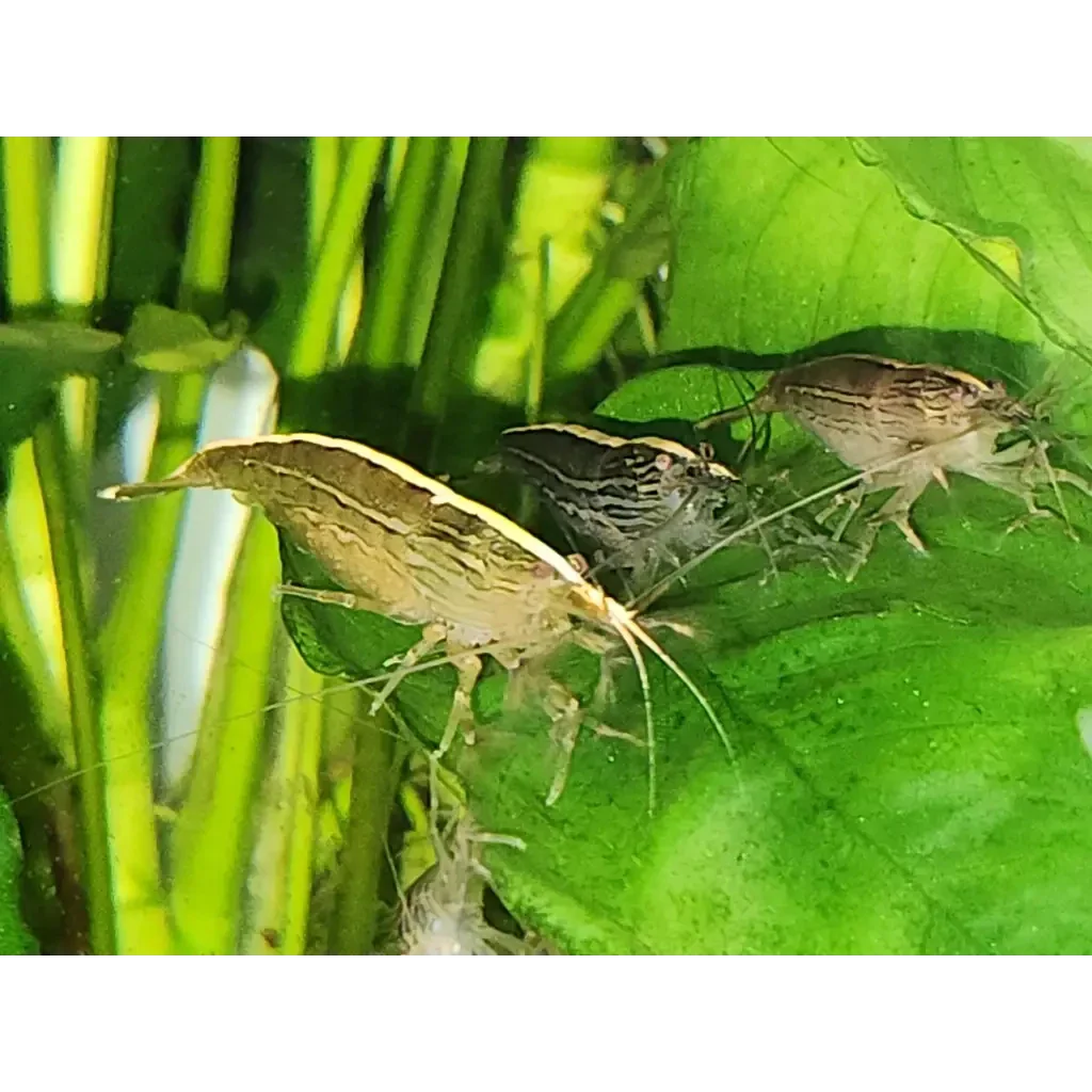 Aquarium shrimp on a leaf.