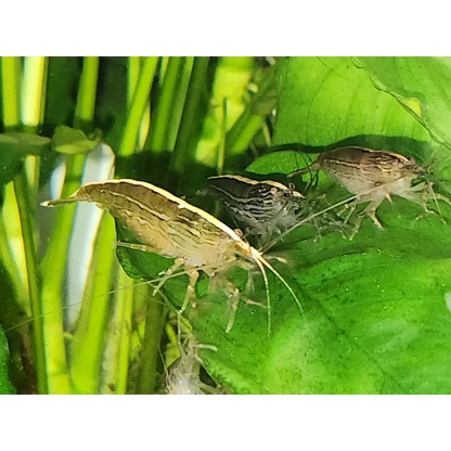 Aquarium shrimp on a leaf.