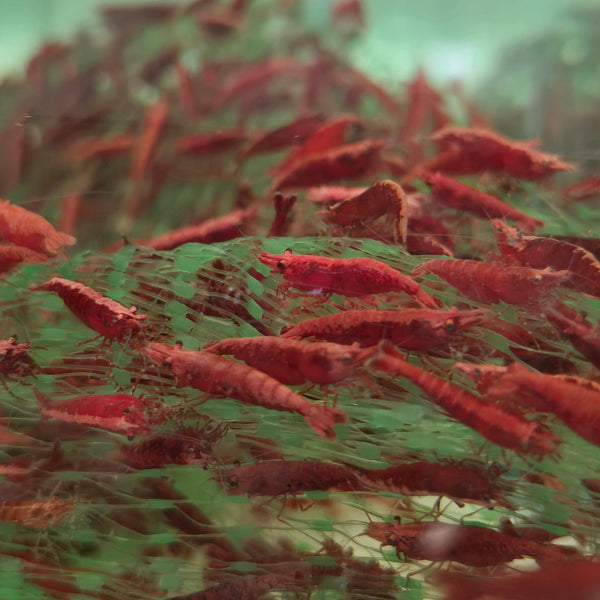 Classic Red Cherry Shrimp