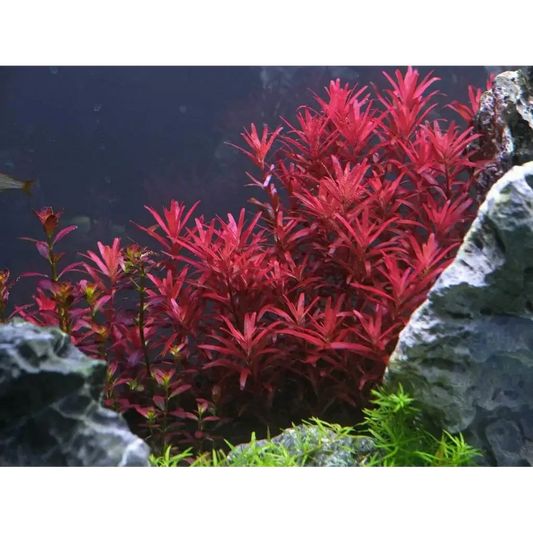 Vibrant red aquatic plants.