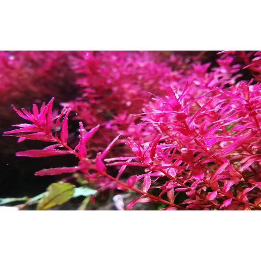 Rotala macranda βButterflyβ Pot