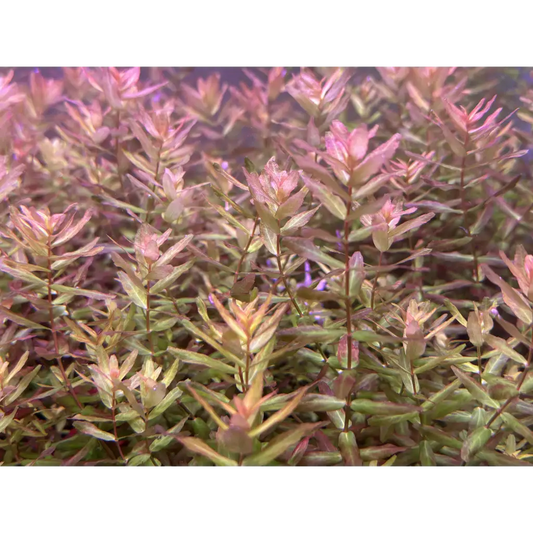 Pink and green aquatic plant with delicate, feathery leaves.