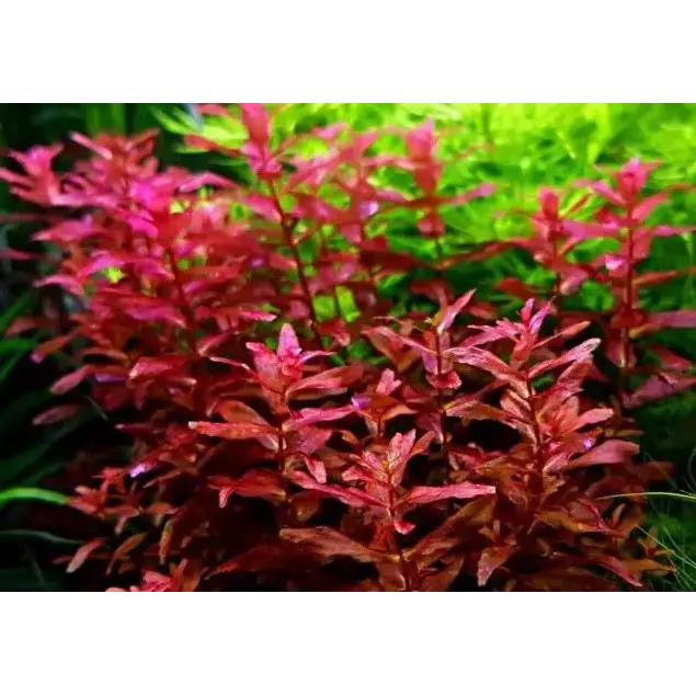 Vibrant red aquatic plant with delicate, serrated leaves and slender stems.