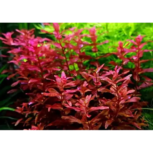 Vibrant red aquatic plant with delicate, serrated leaves and slender stems.