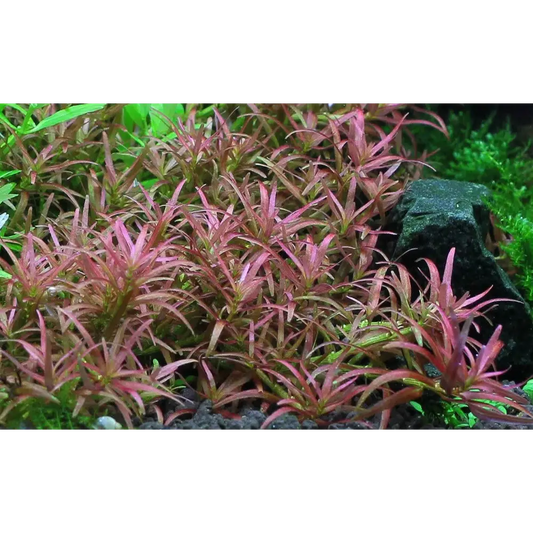 Rotala sp βGoiasβ Pot