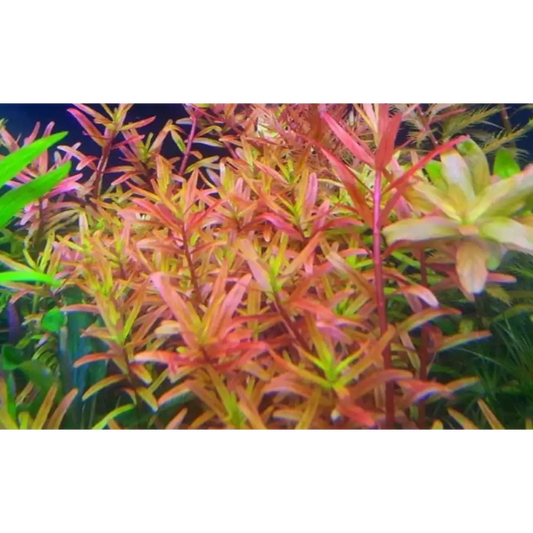 Rotala sp βHβraβ Pot