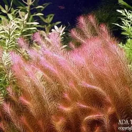 Pink and brown aquatic plants.