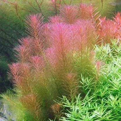 Pink and green aquatic plants.
