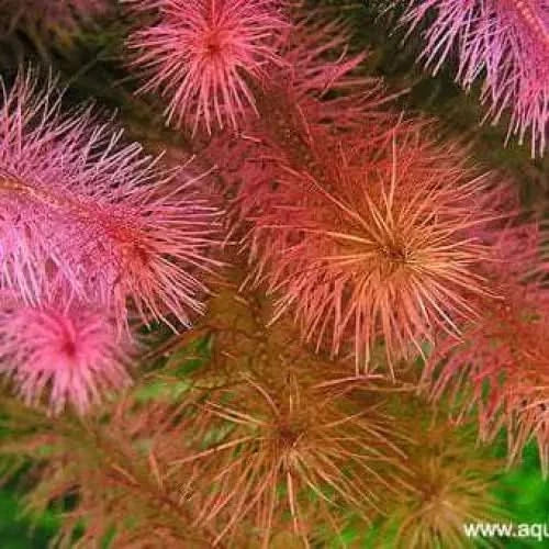 Pink and orange spiky plant.