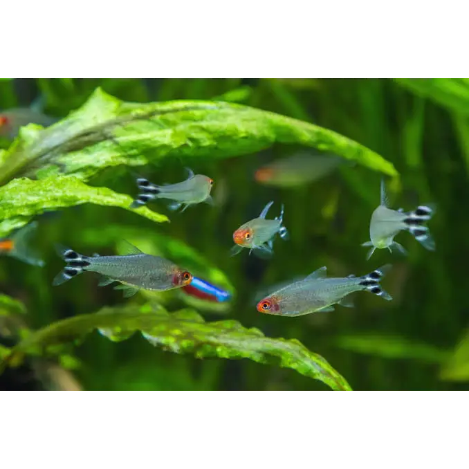 Rummynose Tetra Diamond Head