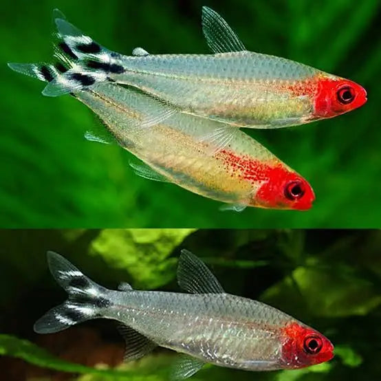 Rummynose Tetra Diamond Head