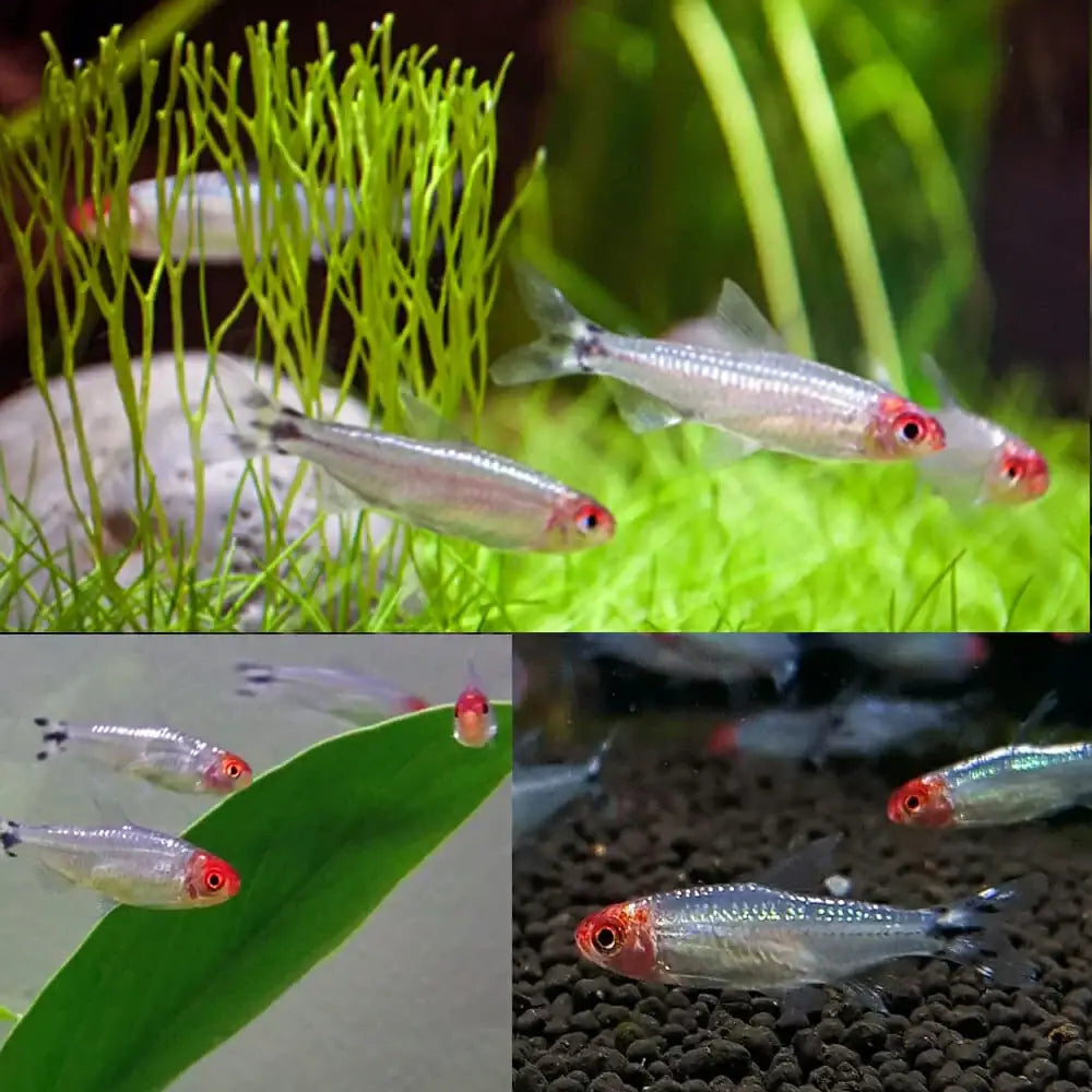 Rummynose Tetra Diamond Head