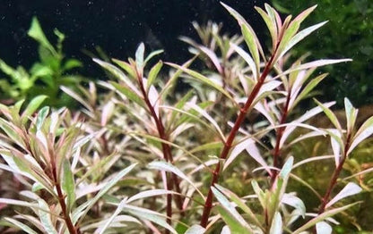 Ludwigia White (RARE) 5CM POT