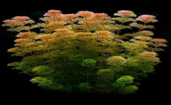 Limnophila sessiliflora 5cm Pot