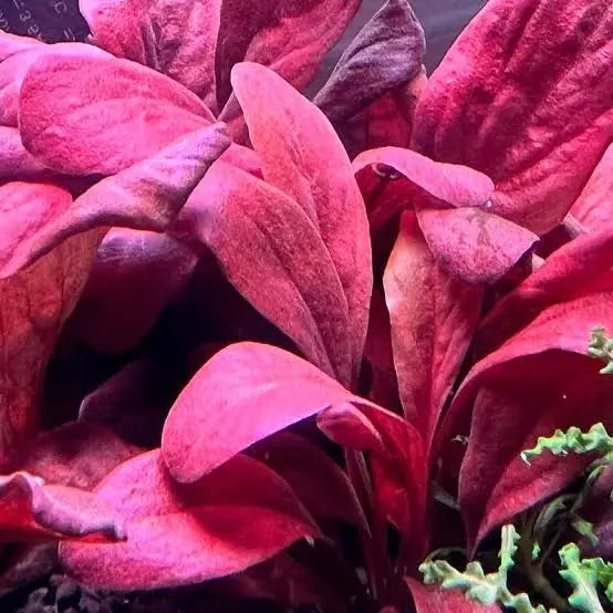 Red velvet leafy plant with deep purple edges, likely a decorative indoor garden piece.