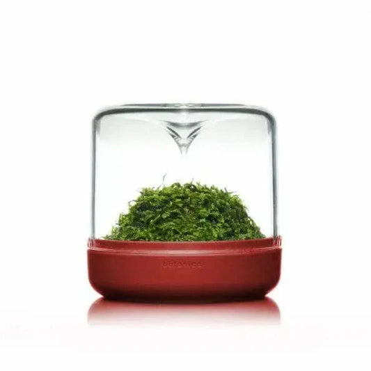 Moss terrarium with red base.