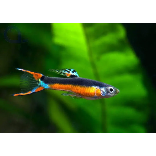 Vibrant orange and black fish.