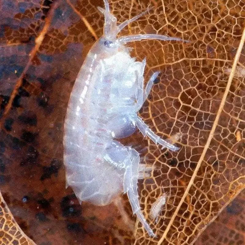 Translucent, shrimp-like crustacean.