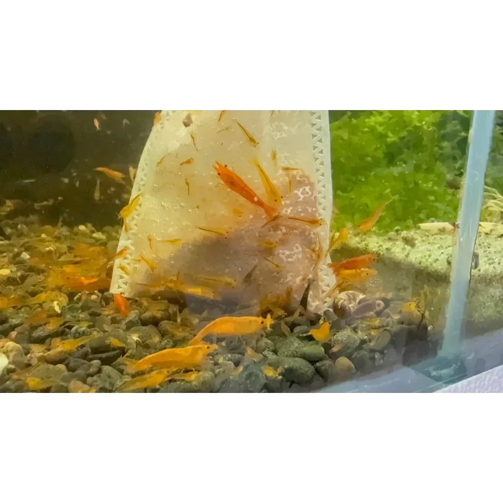 Orange shrimp in a bag.