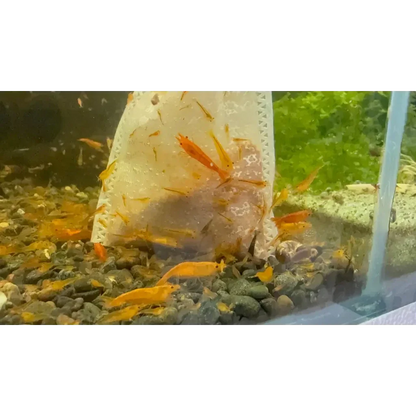 Orange shrimp in a bag.