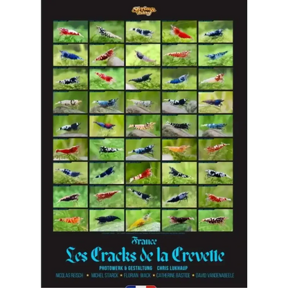 Collage of colorful shrimp.